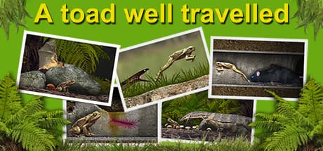 A toad well travelled:世界へ飛び出したカエルの挑戦的な2Dプラットフォーマー